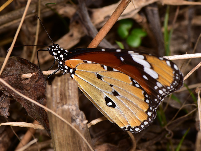 Danaus chrysippus in Grecia; adulti, uovo e larva