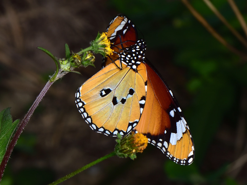 Danaus chrysippus in Grecia; adulti, uovo e larva