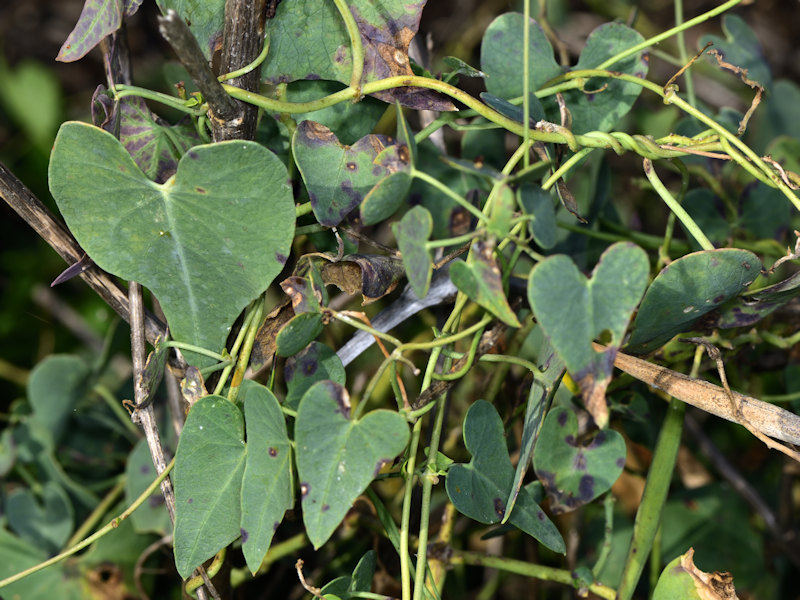 Danaus chrysippus in Grecia; adulti, uovo e larva