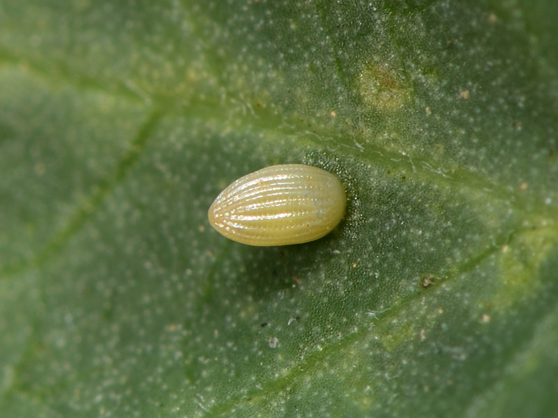 Danaus chrysippus in Grecia; adulti, uovo e larva