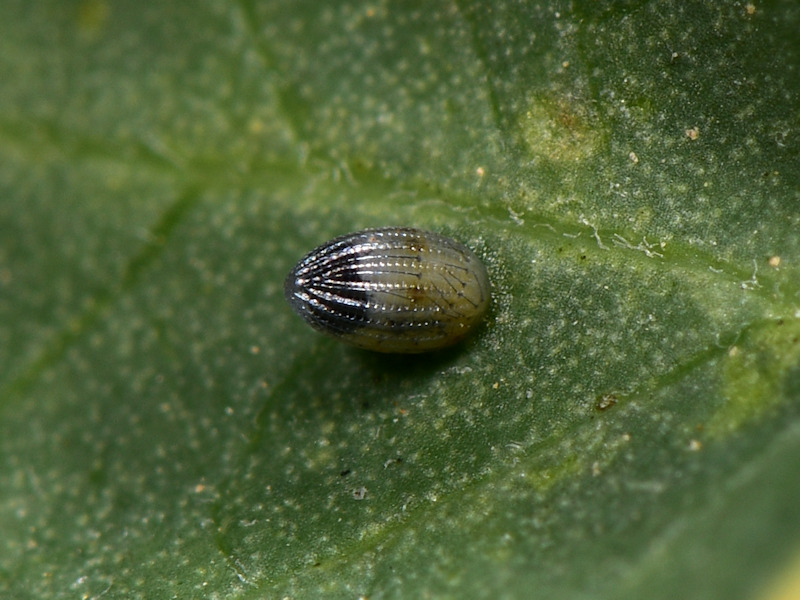 Danaus chrysippus in Grecia; adulti, uovo e larva