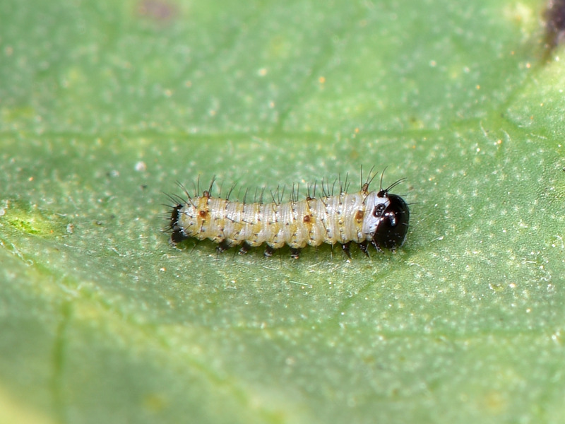 Danaus chrysippus in Grecia; adulti, uovo e larva