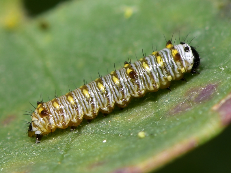 Danaus chrysippus in Grecia; adulti, uovo e larva