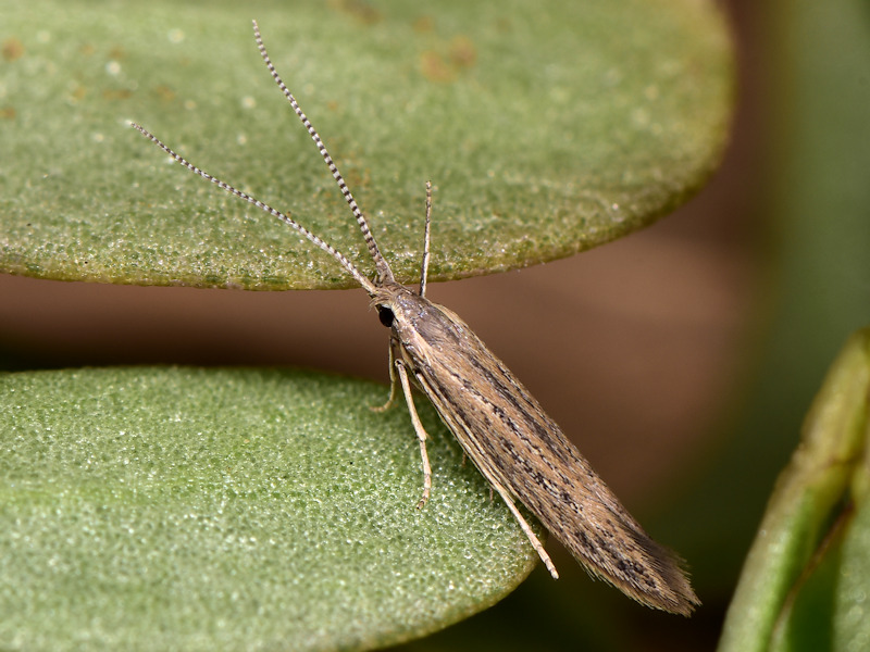 Coleophora texanella - Coleophoridae