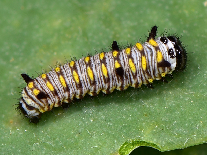 Danaus chrysippus in Grecia; adulti, uovo e larva