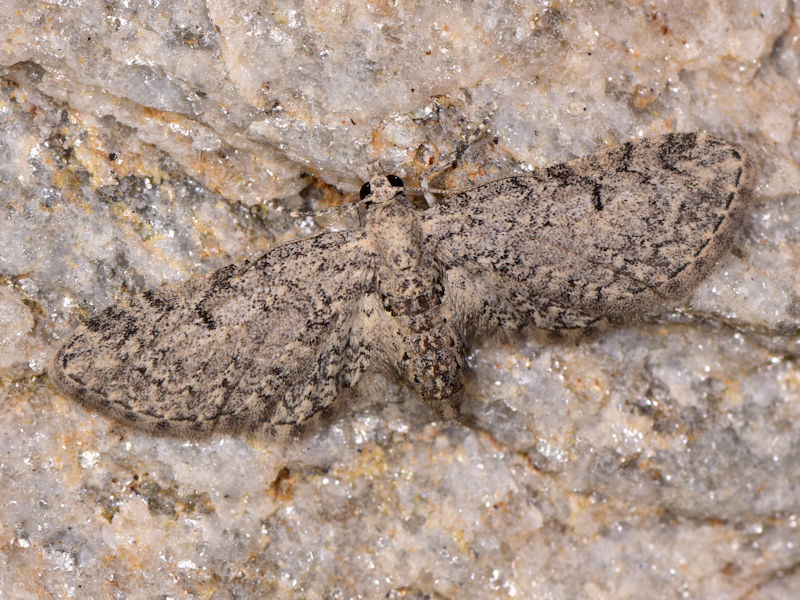 Larve di Eupithecia ultimaria sui tamerici, Peloponneso