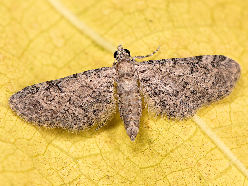 Larve di Eupithecia ultimaria sui tamerici, Peloponneso