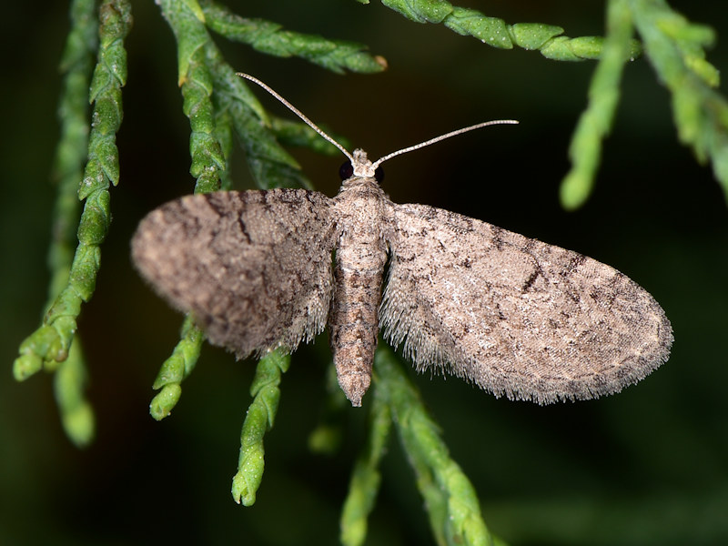 Larve di Eupithecia ultimaria sui tamerici, Peloponneso