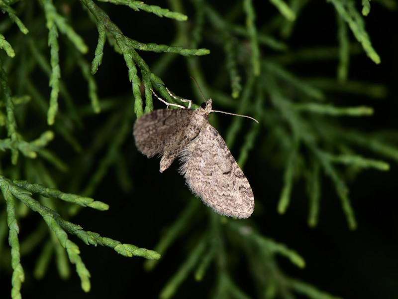 Larve di Eupithecia ultimaria sui tamerici, Peloponneso