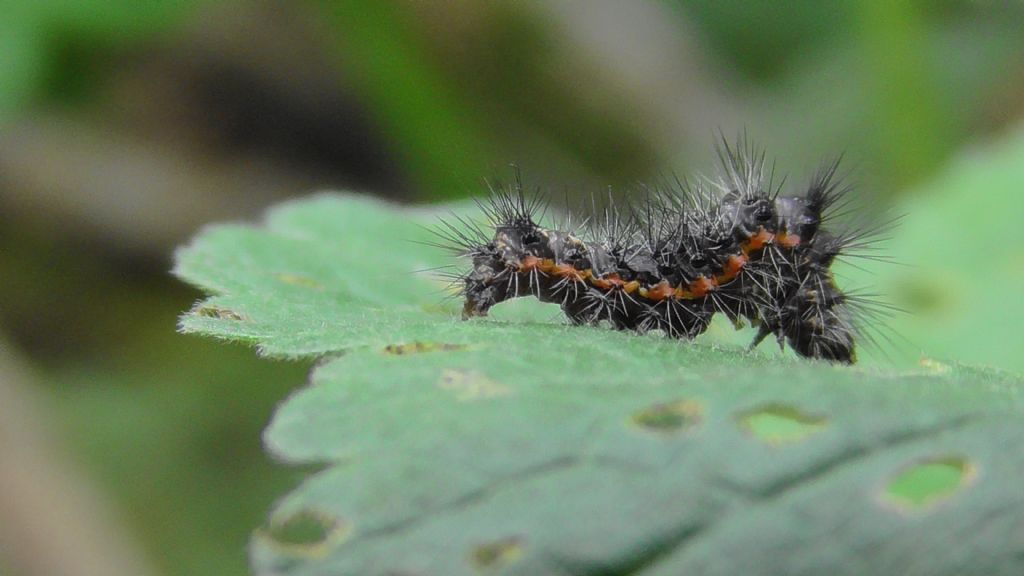 acronicta rumicis ?