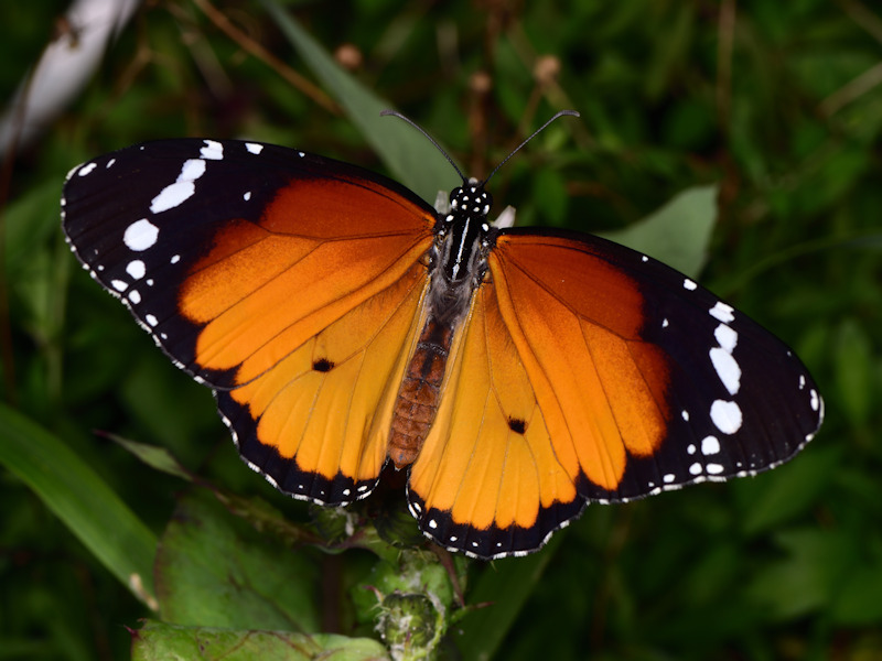 Danaus chrysippus in Grecia; adulti, uovo e larva