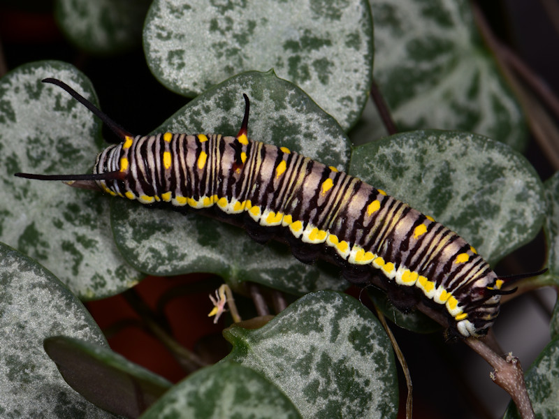 Danaus chrysippus in Grecia; adulti, uovo e larva