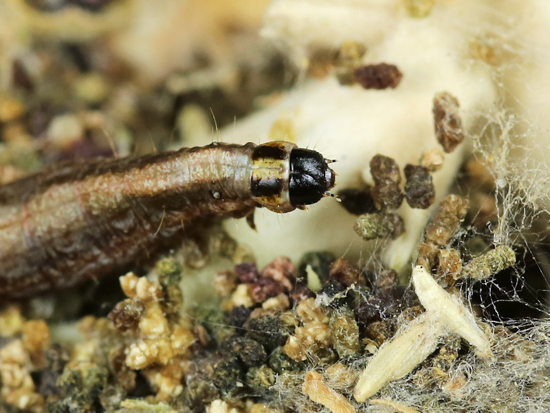 Bruco su Euphorbia - Probabile Denticera divisella,(Pyralidae)