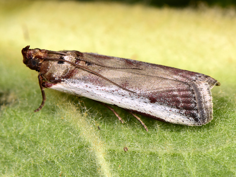 Bruco su Euphorbia - Probabile Denticera divisella,(Pyralidae)