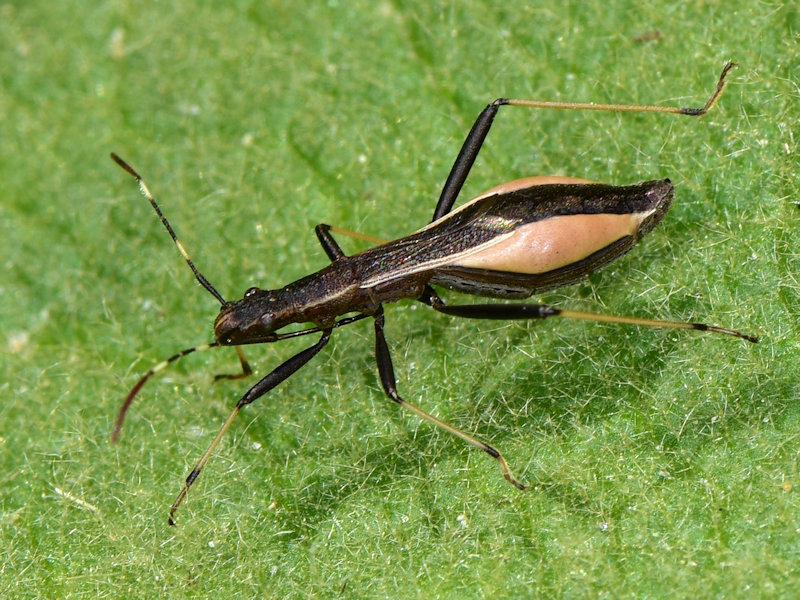 Alydidae: Micrelytra fossularum , femmina (e maschio)