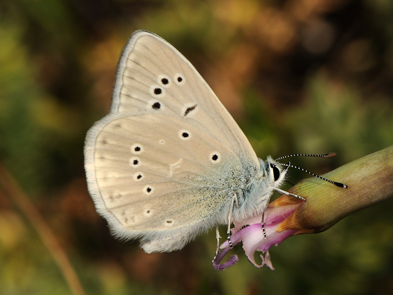 Polyommatus virgilius?