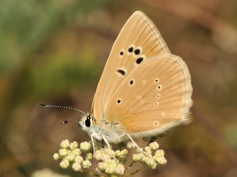 Polyommatus virgilius?