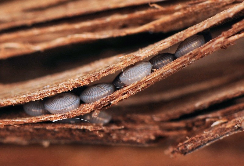 Drasteria cailino - Erebidae, a Toano