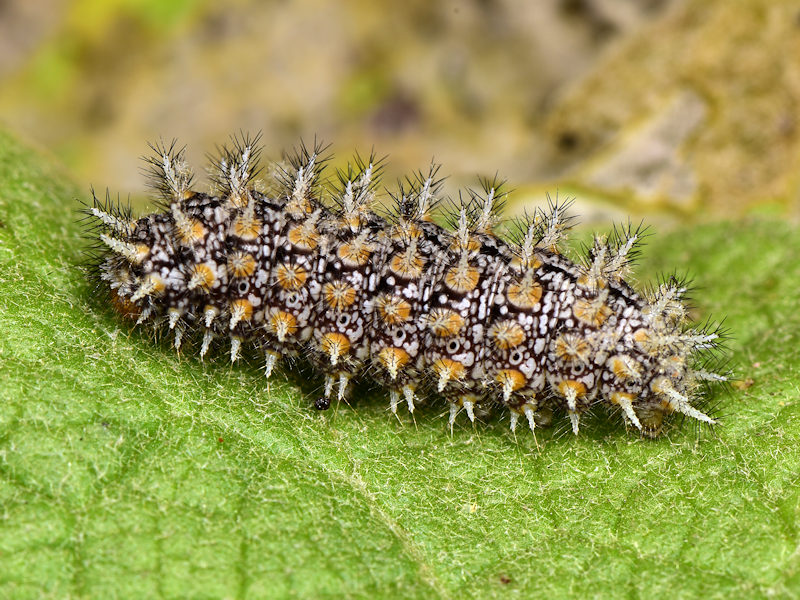 Ciclo della Melitaea trivia - Nymphalidae