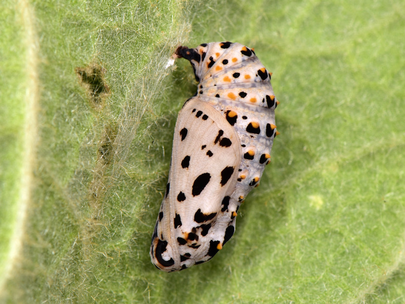 Ciclo della Melitaea trivia - Nymphalidae