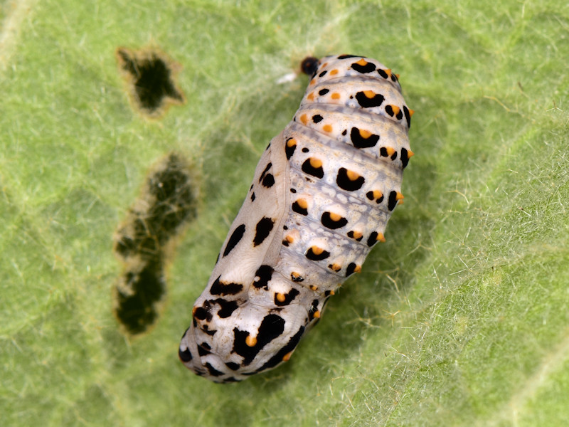 Ciclo della Melitaea trivia - Nymphalidae