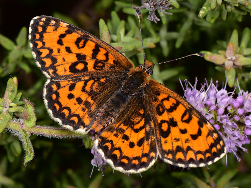 Ciclo della Melitaea trivia - Nymphalidae