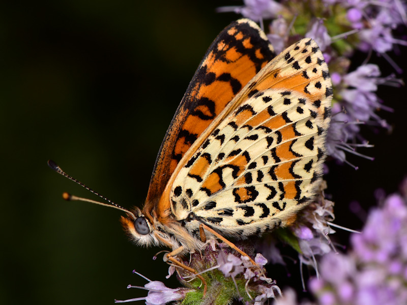 Ciclo della Melitaea trivia - Nymphalidae