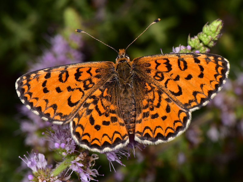 Ciclo della Melitaea trivia - Nymphalidae