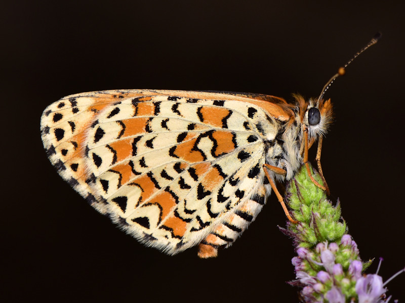 Ciclo della Melitaea trivia - Nymphalidae