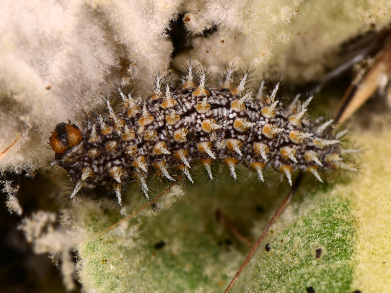 Ciclo della Melitaea trivia - Nymphalidae