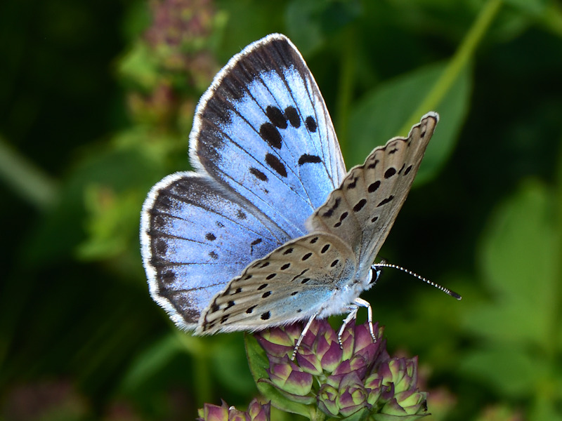 Maculinea arion - Lycaenidae