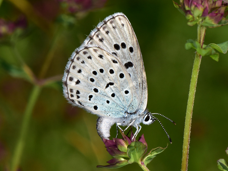 Maculinea arion - Lycaenidae