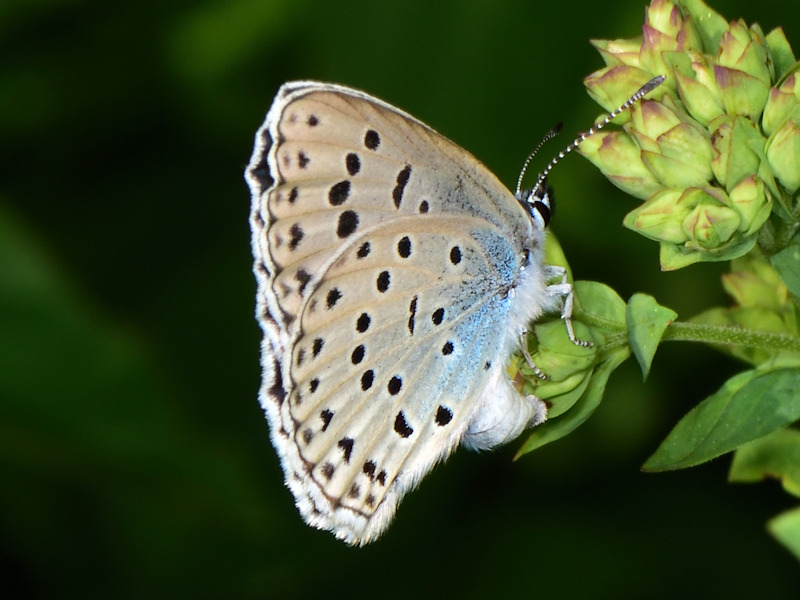 Maculinea arion - Lycaenidae