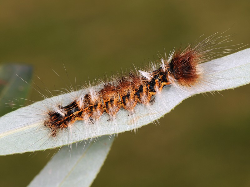 bruchi in nidi di uccello