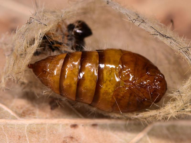 Orgyia corsica