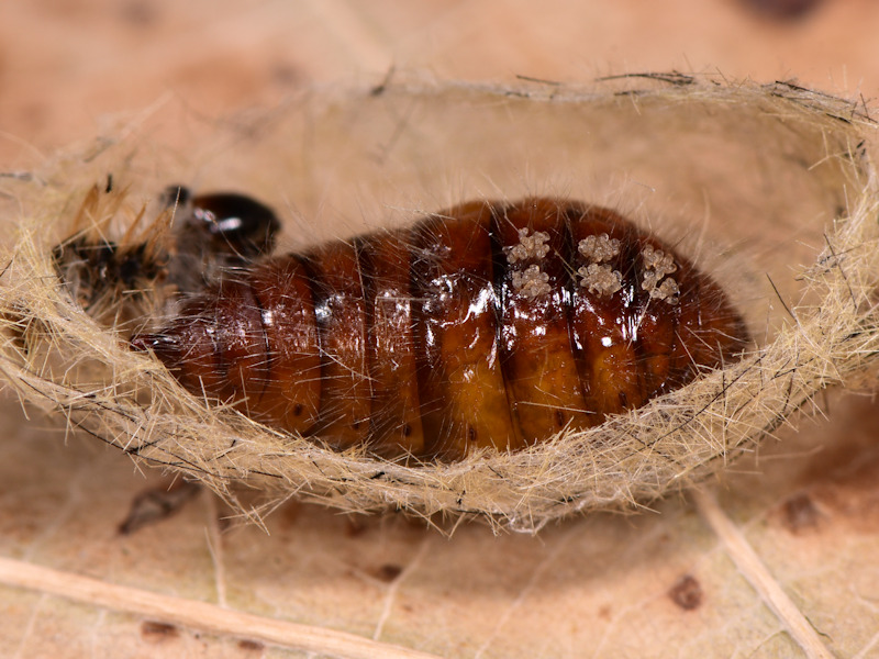 Orgyia corsica