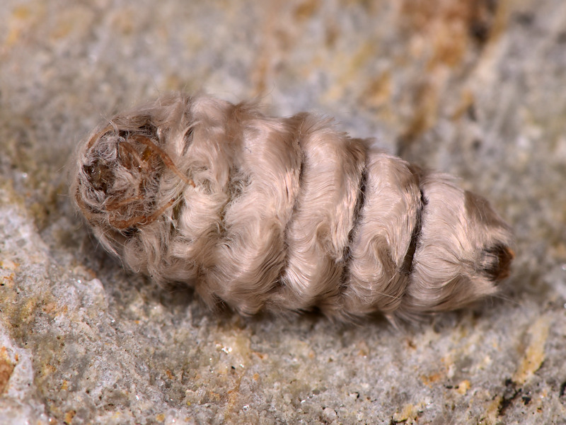 Orgyia corsica