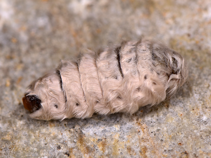 Orgyia corsica