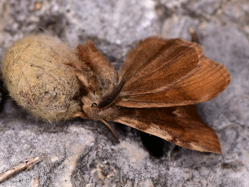 Orgyia corsica