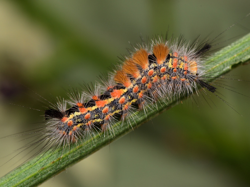 Orgyia corsica