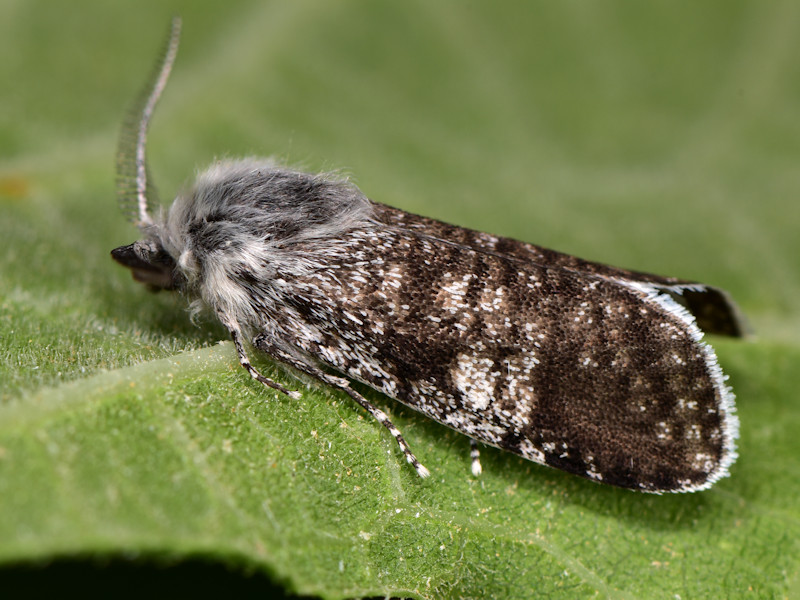 Psychidae di Serifos da determinare