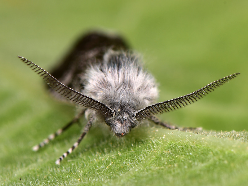 Psychidae di Serifos da determinare