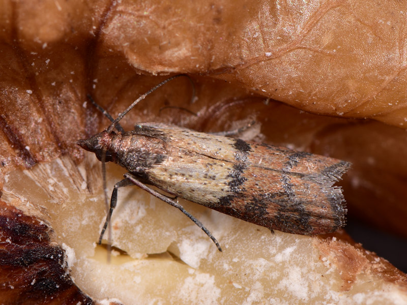 Che insetto ? Plodia interpunctella, tignola della farina (Pyralidae)