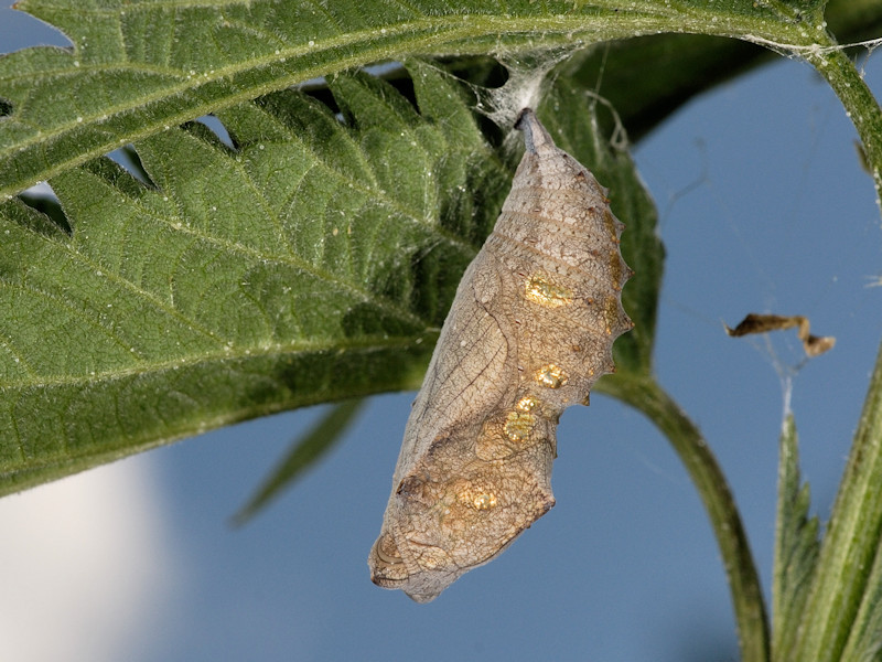 larva di Vanessa atalanta ?  S !