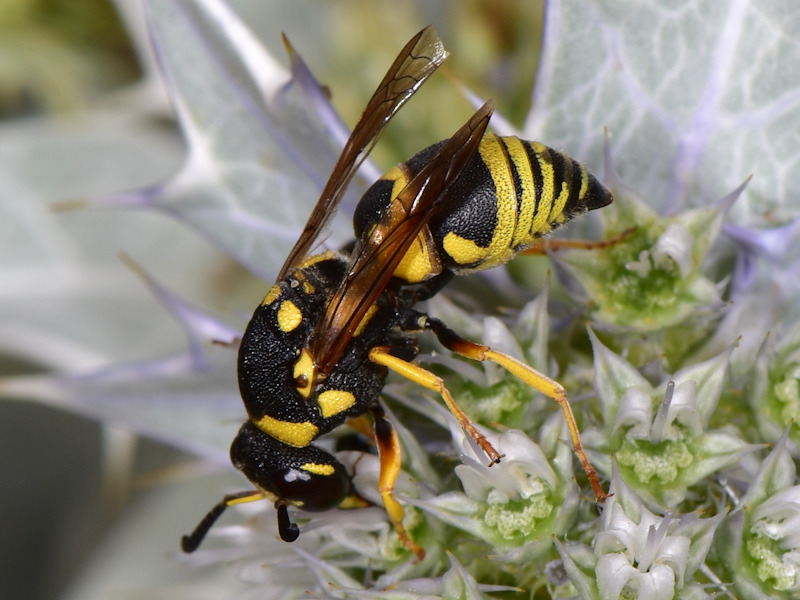 Serifos, Cicladi (Grecia): Ancistrocerus auctus?  No, Euodynerus, maschio