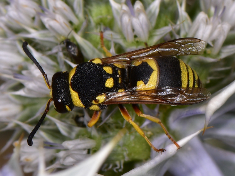 Serifos, Cicladi (Grecia): Ancistrocerus auctus?  No, Euodynerus, maschio