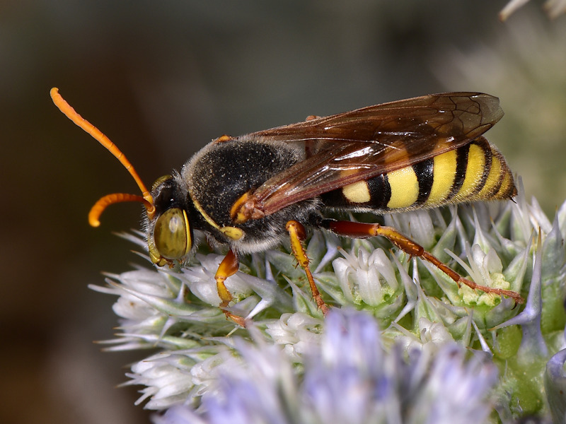 Serifos, Cicladi (Grecia) - da id 2. Crabronidae, maschio di Stizus ruficornis (cfr.)