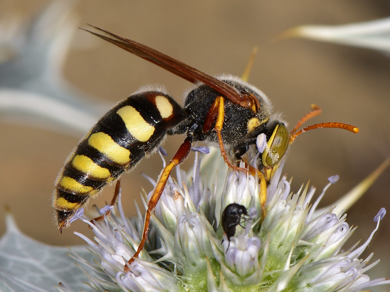 Serifos, Cicladi (Grecia) - da id 2. Crabronidae, maschio di Stizus ruficornis (cfr.)