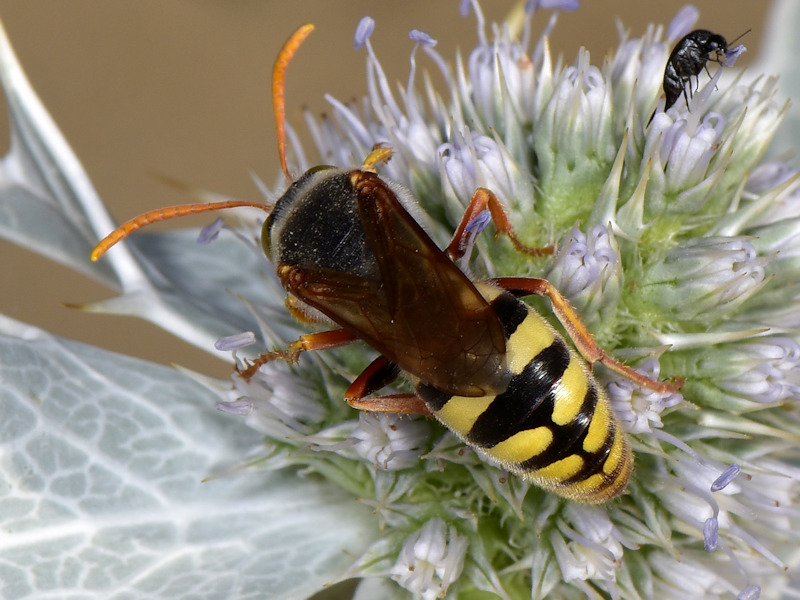 Serifos, Cicladi (Grecia) - da id 2. Crabronidae, maschio di Stizus ruficornis (cfr.)