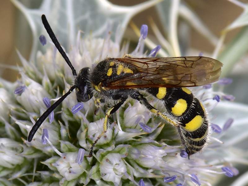 Serifos, Cicladi (Grecia) - da id 5: Colpa sexmaculata? S